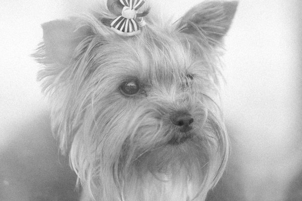 Quels sont les signes d'un chat heureux et épanoui ?