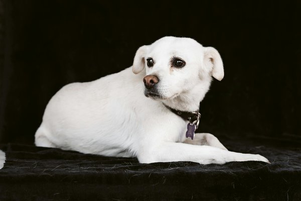 Quelles sont les meilleures pratiques pour créer un espace vert qui attire les oiseaux dans les zones urbaines ?