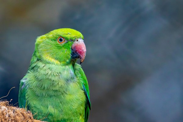 Comment préparer mon chien à vivre avec un nouveau bébé dans la maison ?