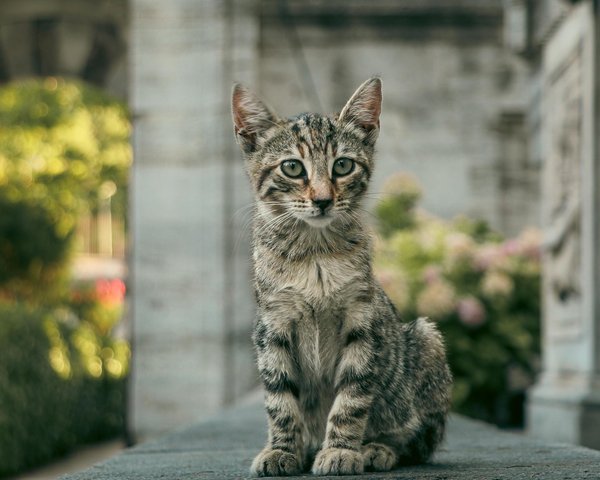 Adopter un chat : trouvez votre futur ami à quatre pattes